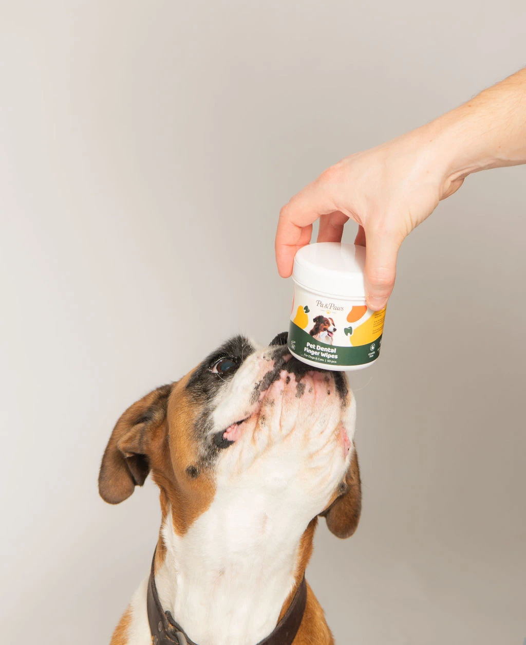 A dog reaching up toward a hand holding the Pa & Paws Pet Dental Finger Wipes tub.