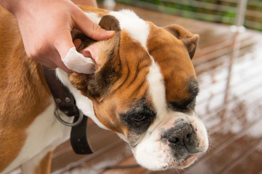 A finger wipe being used to clean a dog's ear outdoors on a wooden deck.