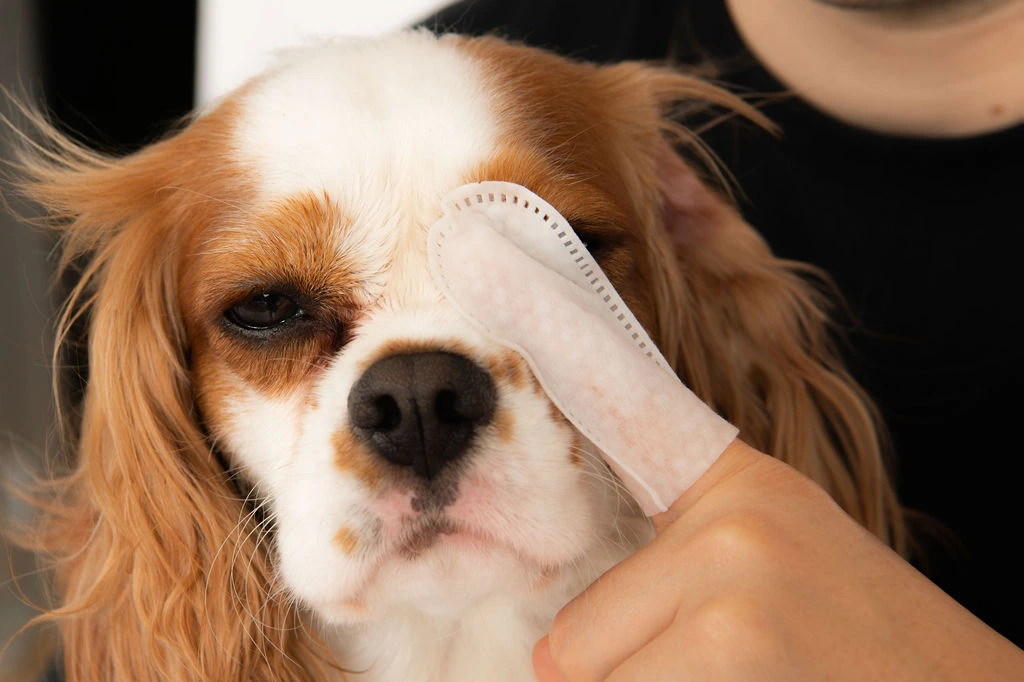 A finger wipe being gently applied near a Cavalier King Charles Spaniel's eye, close up.