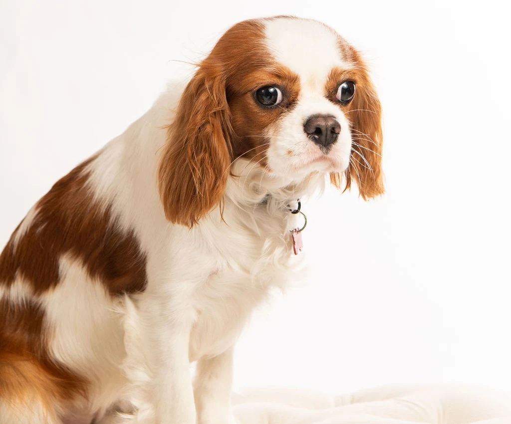 A calm Cavalier King Charles Spaniel looking toward the camera.