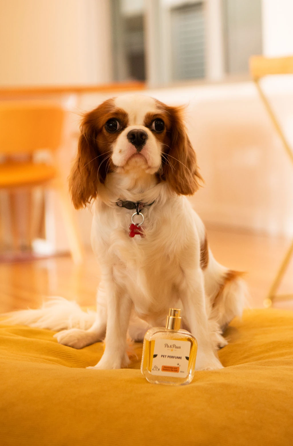 Two Cavalier King Charles Spaniels on a mustard-gold cushion with the Pa & Paws Pet Perfume bottle.