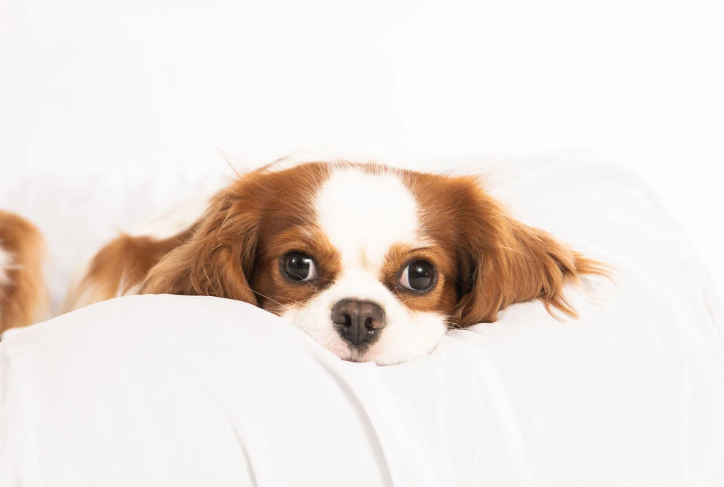 A Cavalier King Charles Spaniel resting on white bedding, looking gently toward the camera.