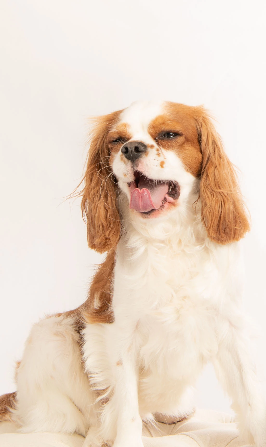 A Cavalier King Charles Spaniel mid-expression, candid portrait on a white background.