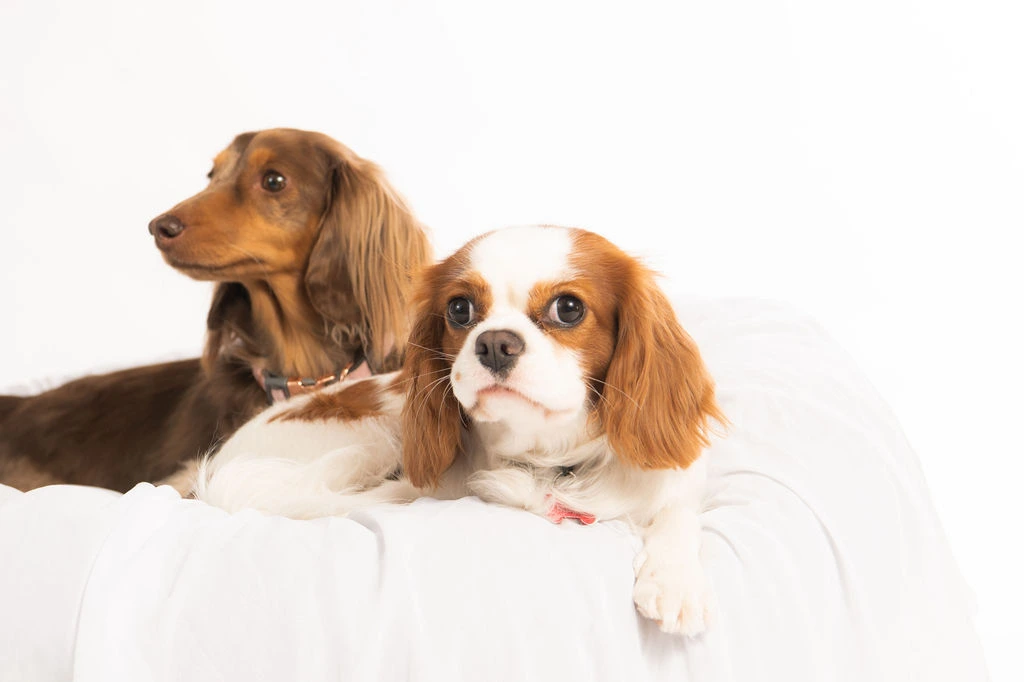 A long-haired Dachshund and a Cavalier King Charles Spaniel resting together on white bedding.