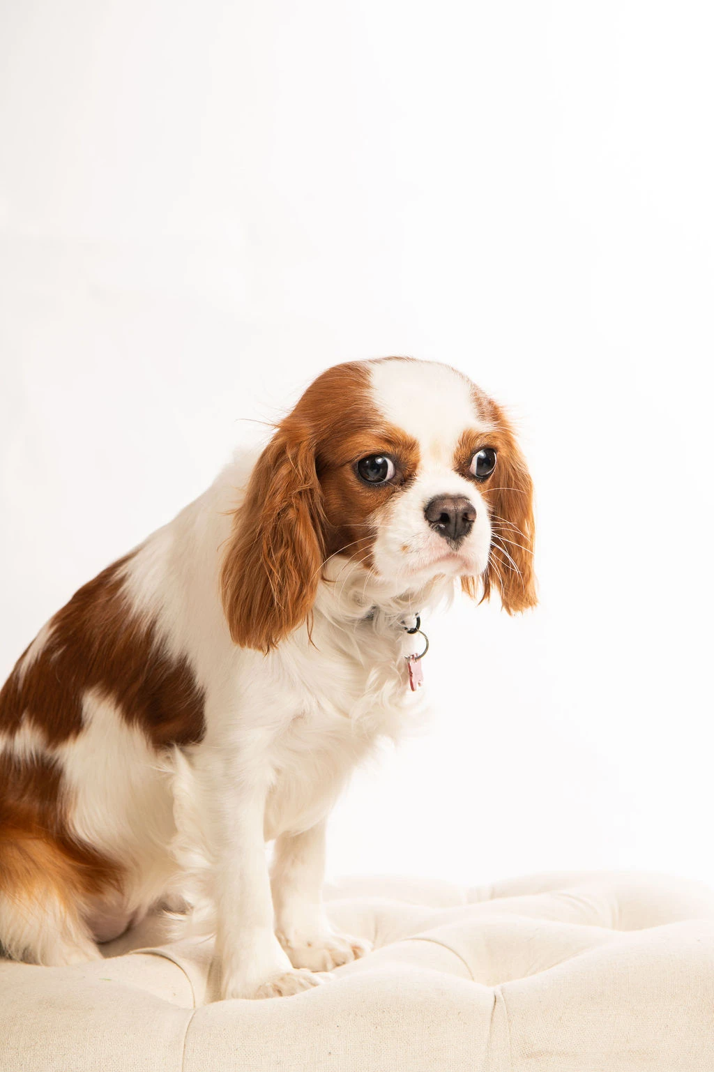 A Cavalier King Charles Spaniel sitting quietly on a cream tufted ottoman.